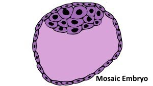 mosaicembryos