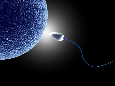 3D sperm reaching egg