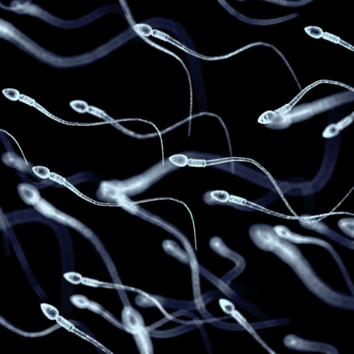 Dr. John Norian, Dr. Bradford Kolb, and Dr. Jane Frederick were recently quoted in an article for USA Today regarding the importance of semen analysis